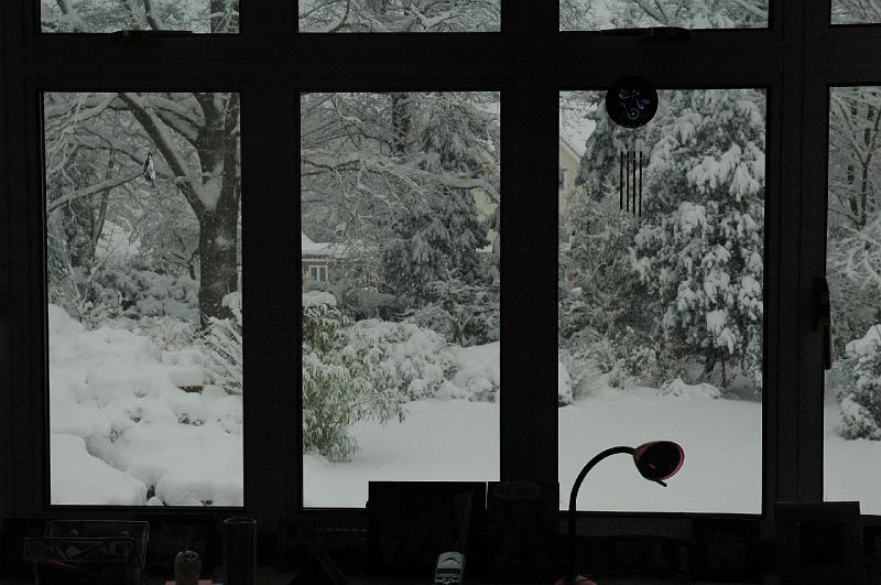 Garden from Dens room.JPG